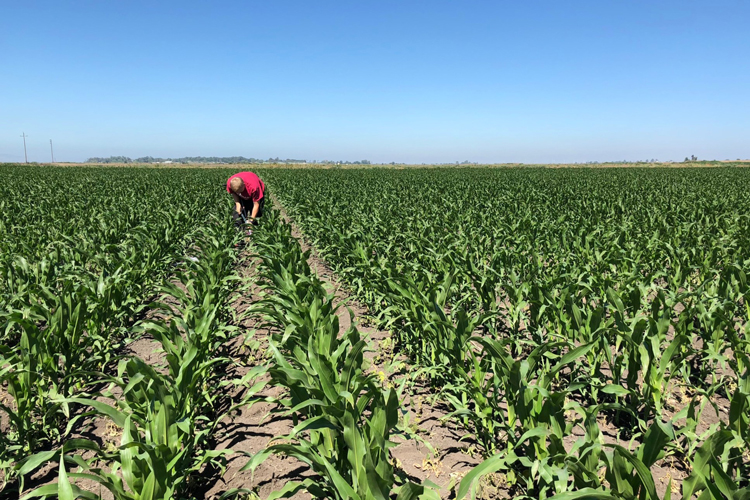 Improving Soil Quality Can Slow Global Warming