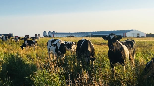 These techniques are helping Prairie farmers grow crops despite drought | CBC News