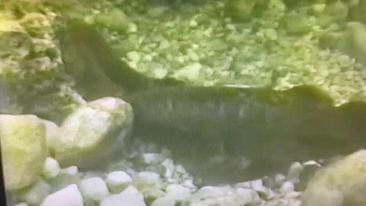 This short clip of sea lamprey spawning comes from a video taken by Nancy Washburne, the Pioneer of Freshwater Discovery in Michigan. At the end...