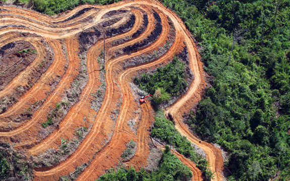 Causes of Tropical Deforestation Revealed