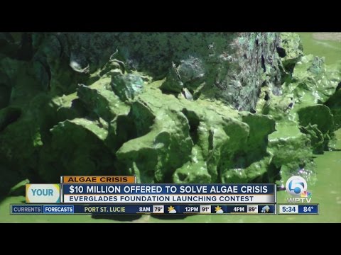 $10 Million to Whom Solves the Algae Crisis