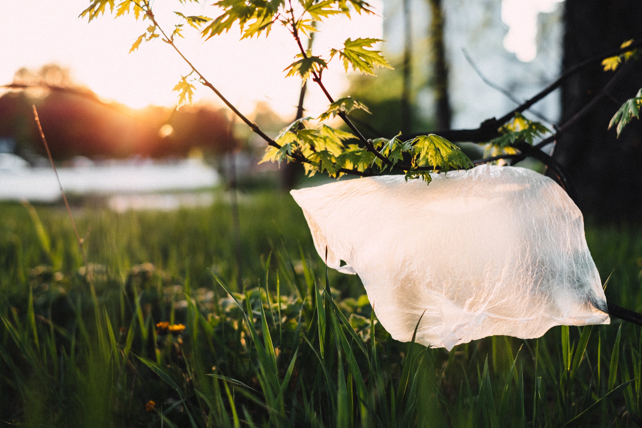 New York State to Ban Plastic Bags