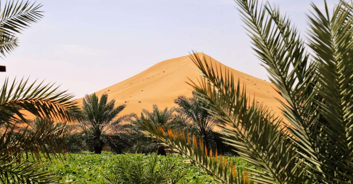 Al Ain Farm Tackles Food and Water Security by Pairing Fish with Watermelons