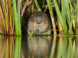This is Natural England&rsquo;s &lsquo;standing advice&rsquo; for water voles. It is a material planning consideration for local planning authorities (LPAs)...