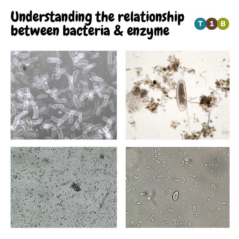 Relationship between bacteria & enzymes