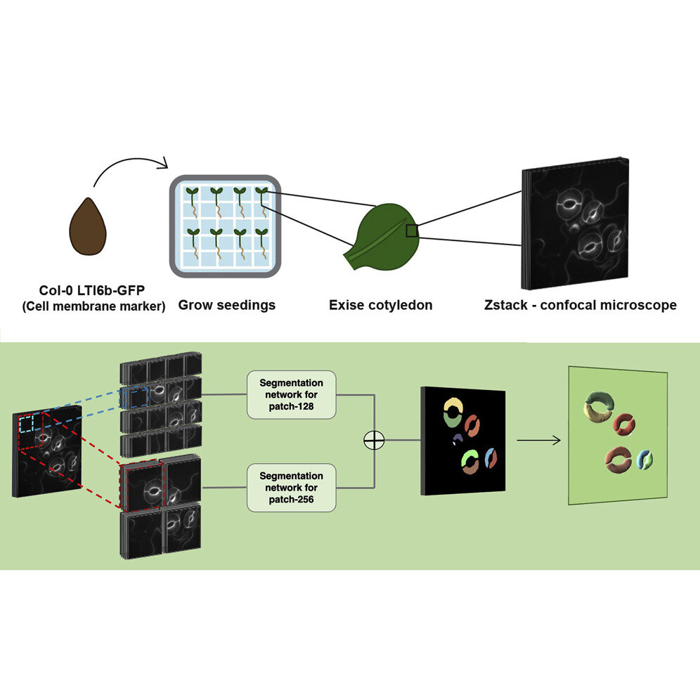 Novel 3D imaging model may show path to more water-efficient plantsA new computational pipeline for analyzing three-dimensional imaging data can...