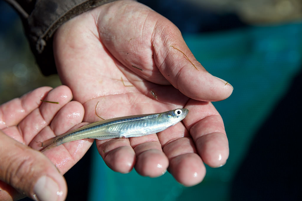 Warmer Water, Chemical Exposure Intensifies Harmful Effects in a Coastal Fish