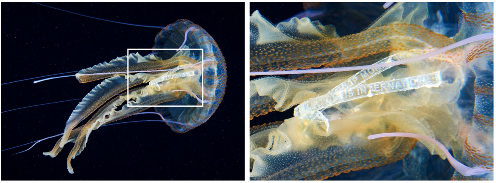 Episodic records of jellyfish ingestion of plastic items reveal a novel pathway for trophic transference of marine litter