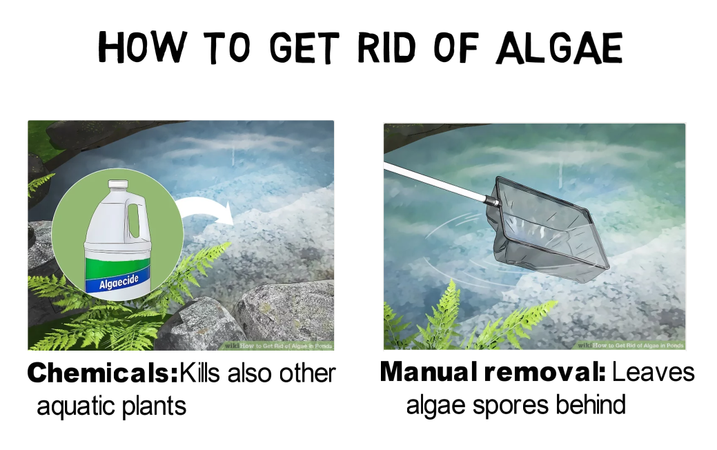 How to Get Rid of Pond Algae - Understanding Reasons for Algae Blooms (Video)