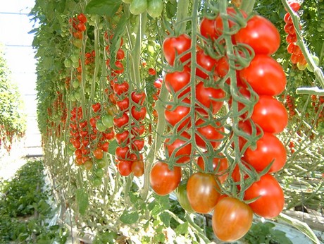 Different Watering Regimes Boost Crop Yields