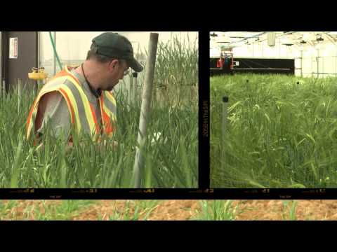 Anheuser Busch- From Seed to Sip: Water