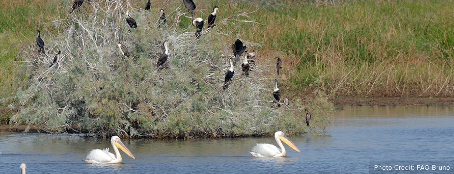 Innovative Solutions Needed for Wetlands in Crisis