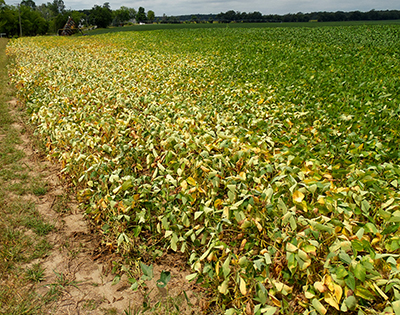 Soybean Diseases Smart Project Management