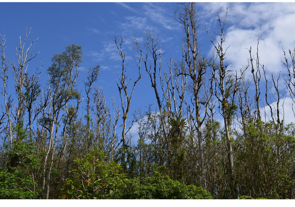 Going, Going ...Gone? The Most Abundant Tree in Hawaii Is Dying and There's No Cure in Sight