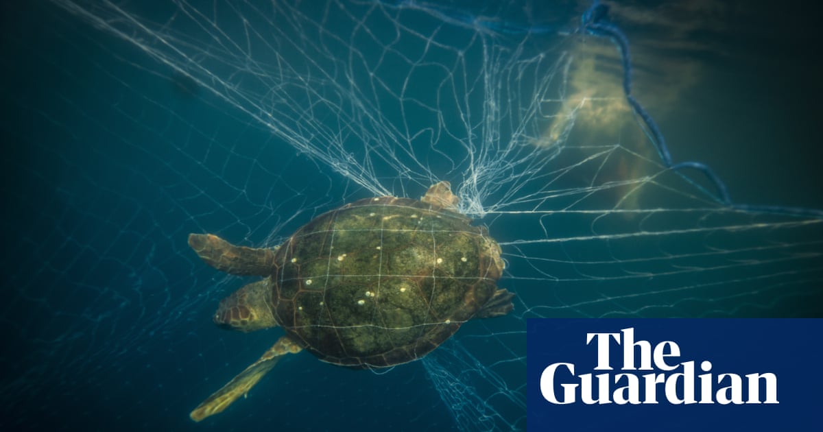 ‘An invisible killer’: how fishing gear became the deadliest marine plastic