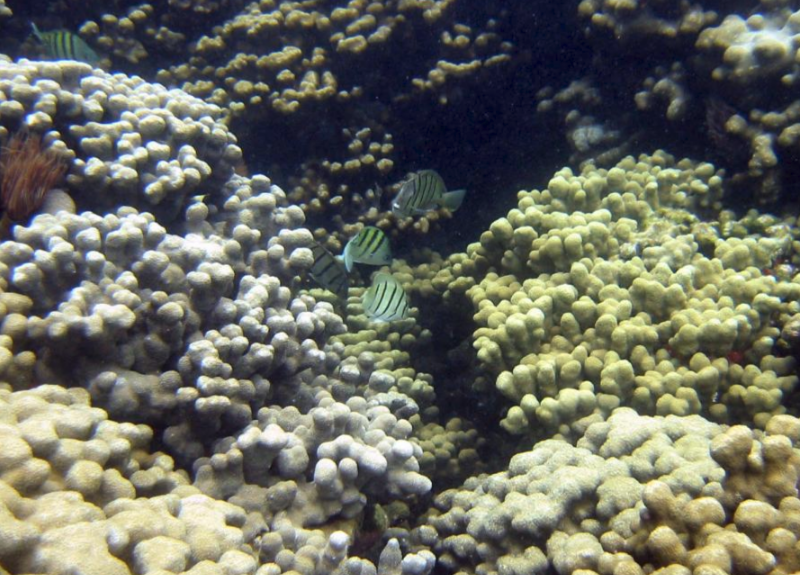 New Study Measures UV-filter Chemicals in Seawater and Corals From Hawaii