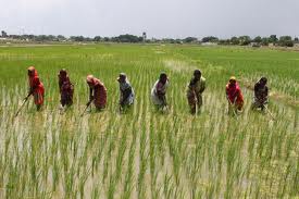 Business Call to Action to Bring Micro-Irrigation to 300,000 Indian Farmers