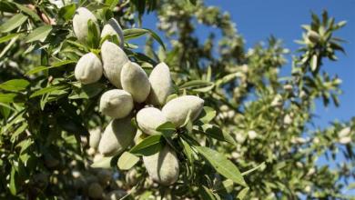 Almond Farms Pumping Groundwater