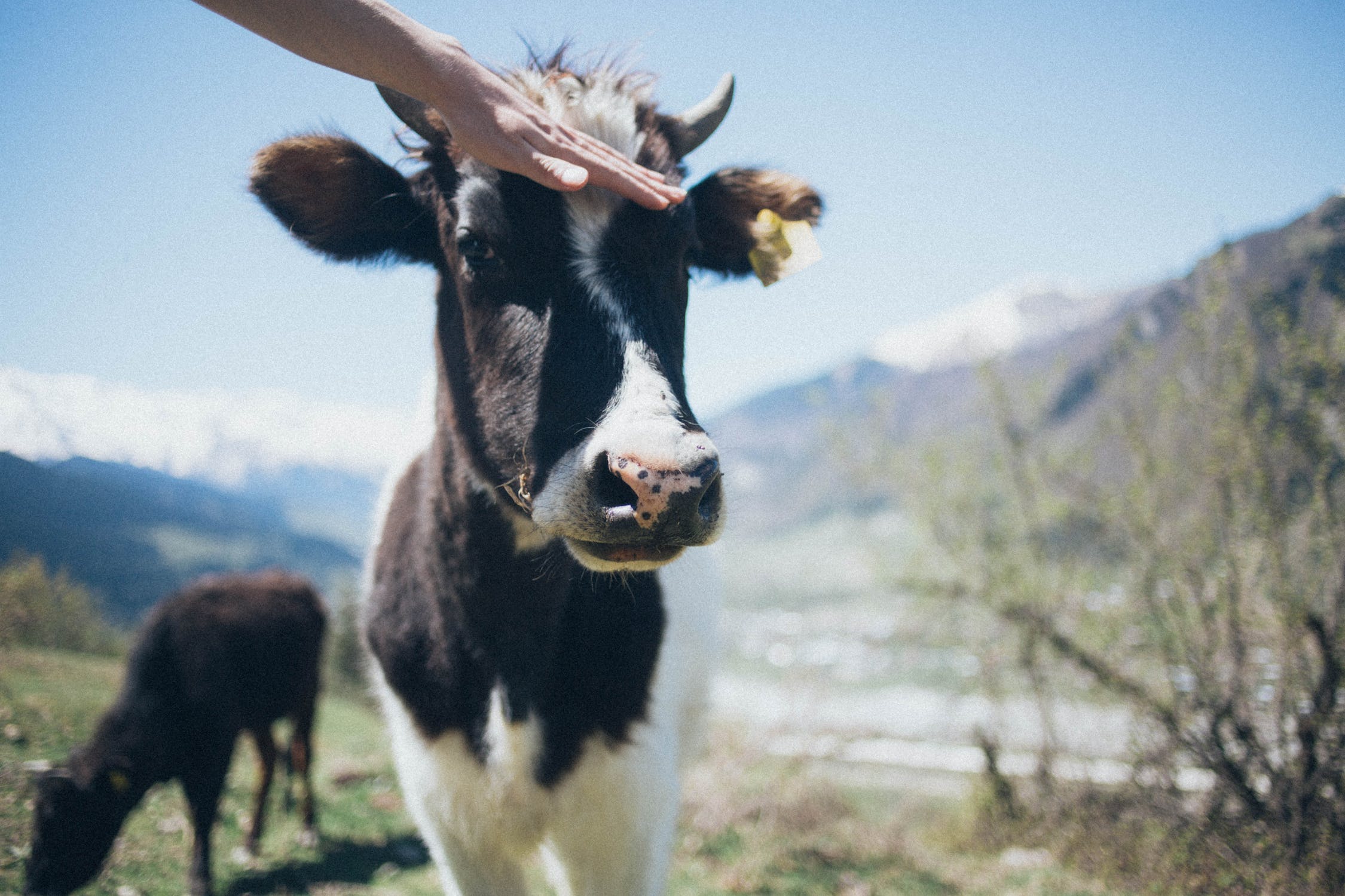 How Water is Managed in an Ethical & Robotic Dairy Farm Facility in Western Australia