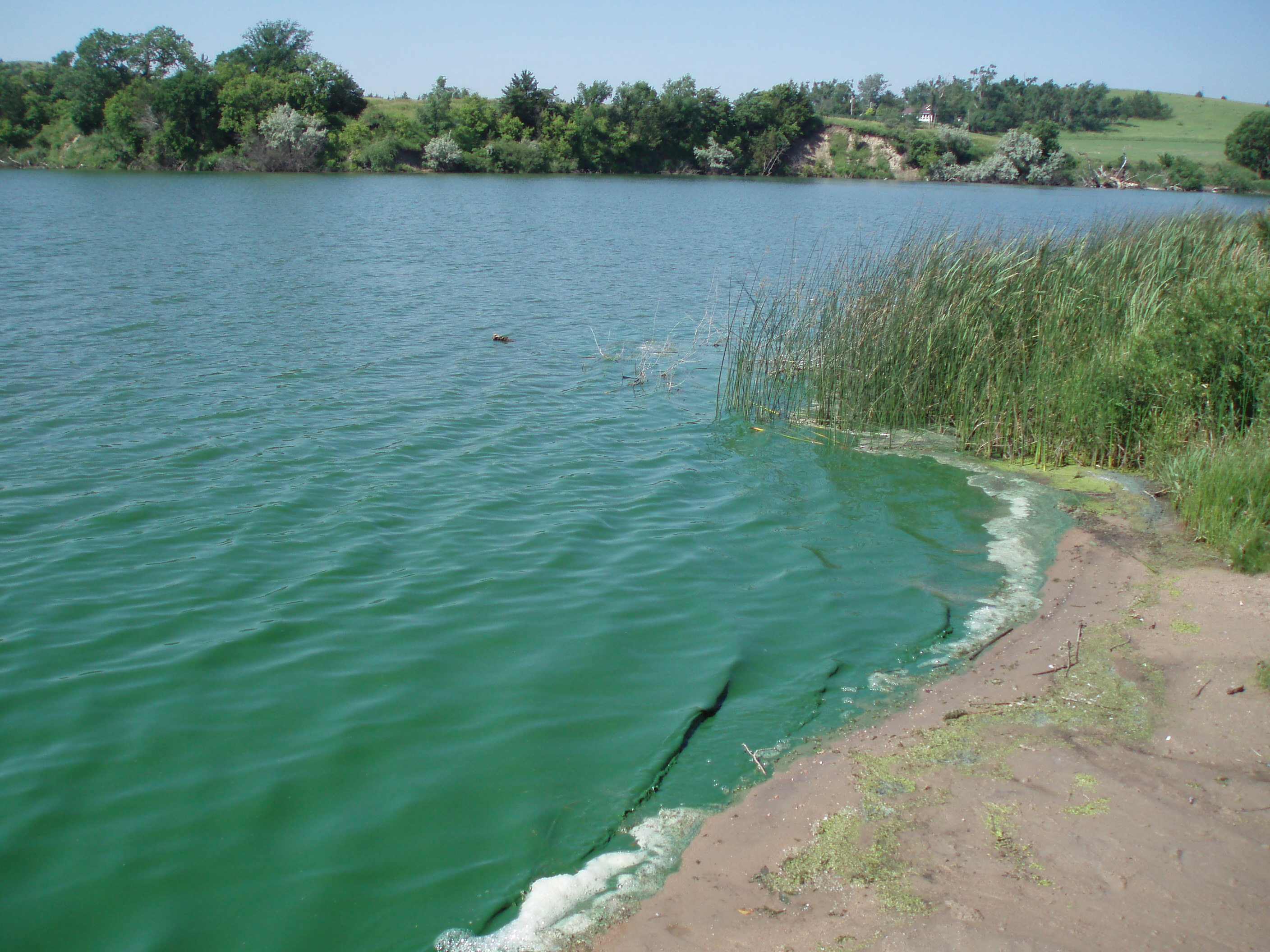 Industrial Pollution Behind Growth of Green Algae