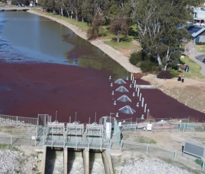 Emerging technology could solve 'ludicrous' fish loss from irrigation in Australia