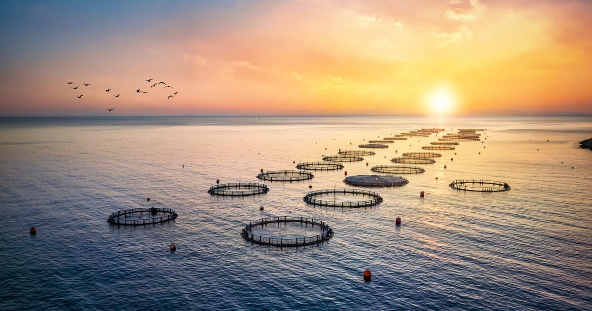 Startup develops affordable aquaculture sensor