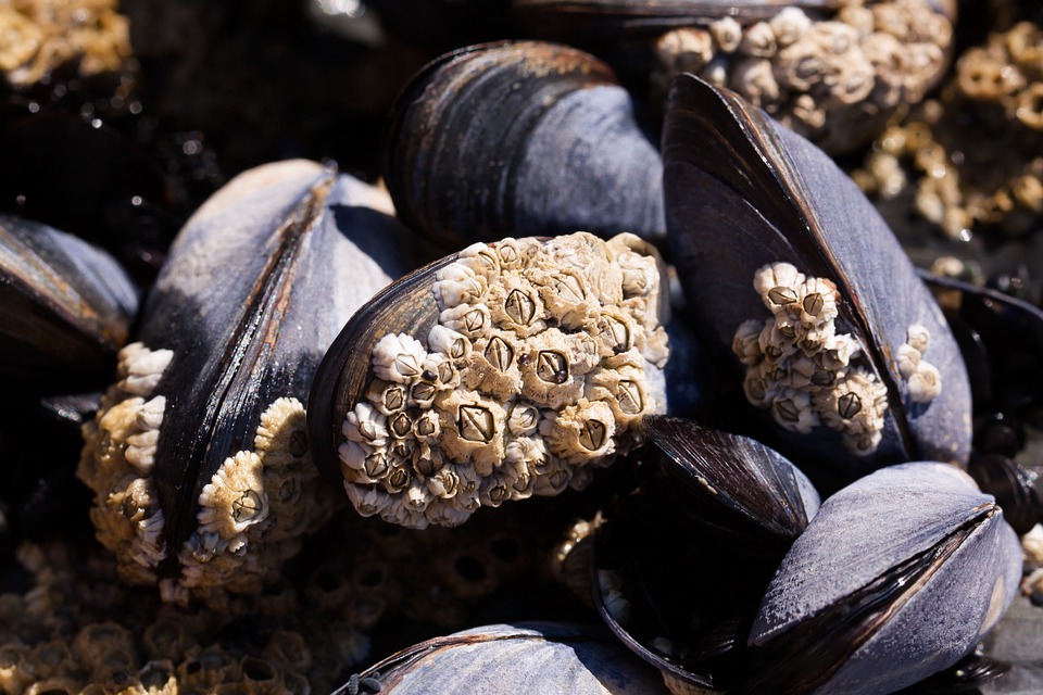 Cleaning up Aquatic Pollution with Mussels