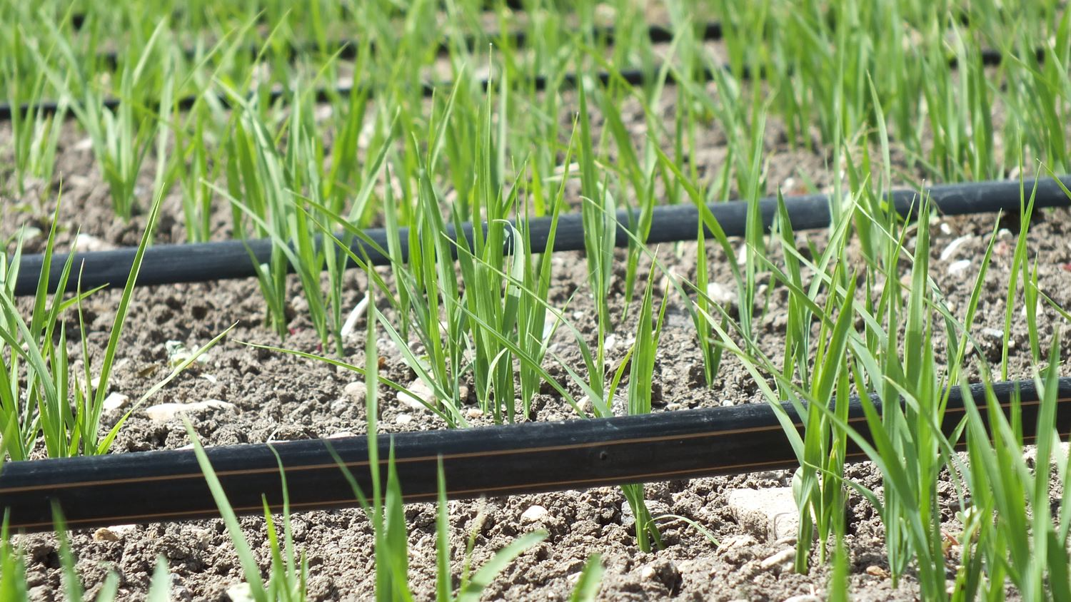 Netafim Reveals First Carbon Credits Initiative for Global Rice Growers