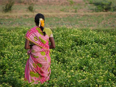 India's Villages Aim at Sustainable Farming