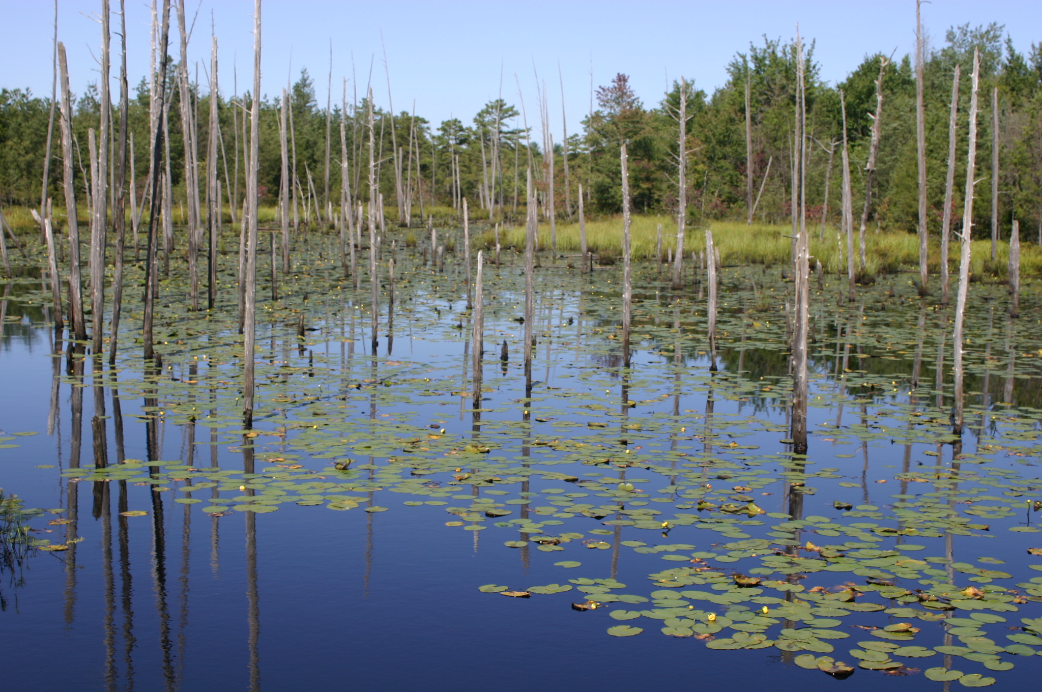 The Human Impact on Wetlands