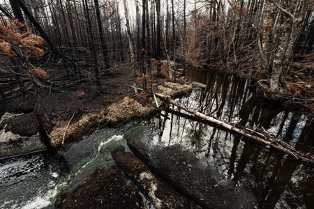 Urban Wildfires Disrupt Streams And Their Tiny Inhabitants &mdash; Losing These Insects Is A Warning Of Bigger Water Problems