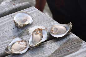 Mississippi projects aim at improving oyster reefsA test project to raise tiny baby oysters on shells to add to oyster reefs has succeeded beyon...
