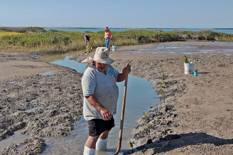 After trial and error, Mexican fishers find key to reforesting a mangrove havenWhen David Borb&oacute;n first arrived in the village of El Delgadito i...