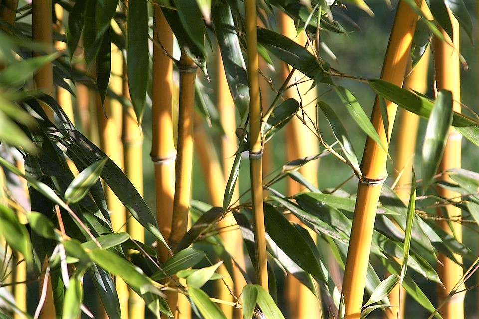 Is Bamboo ​Fiber The ​Cheapest ​Technology For ​Water ​Purification?