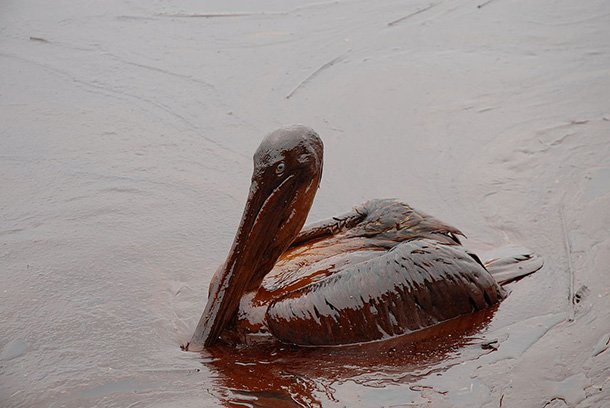 Are Oil Spills really Cleaned up?