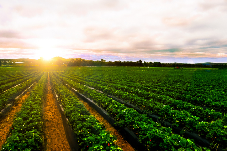 Digital Twins Go Farming | CDOTrends