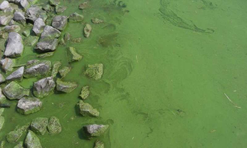 Toxic Blue-Green Algae Adapt to Rising CO2