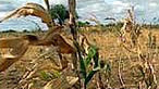 Droughts Hit World’s Agricultural Regions: Without Water, U.S. Corn Crop Faces Setbacks