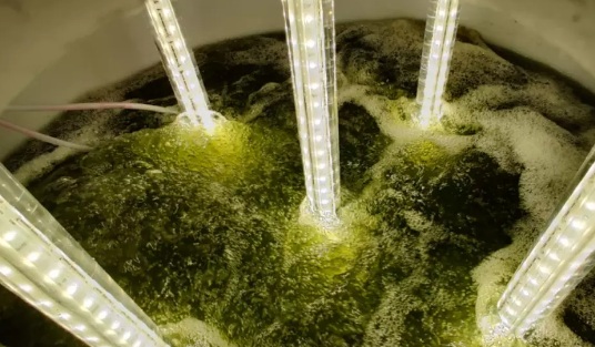Algae-based phosphorus removal technology for wastewater