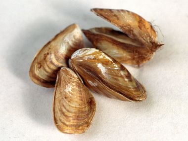 Quagga Mussels Found Near Heathrow