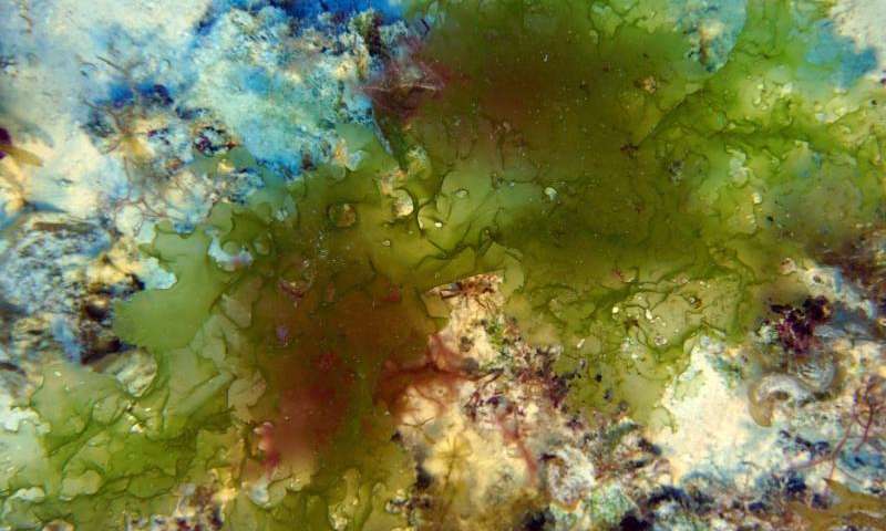 Four New Deep-Water Algae Discovered in Hawai