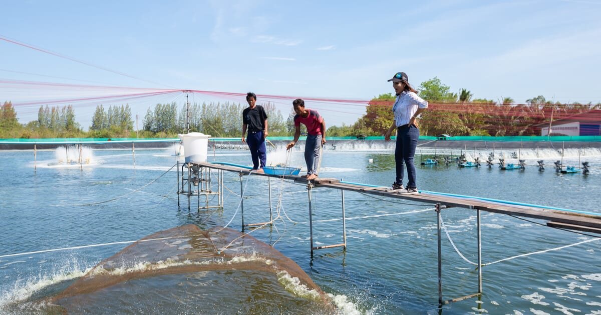 Using technology to improve water quality management in shrimp farming