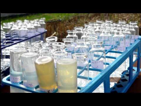 Microbial nitrogen transformation in constructed wetlands for the treatment of contaminated groundwater