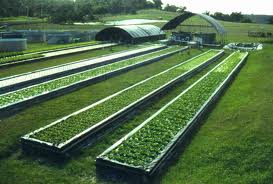 UN Introduces Aquaponics to Urban Farming in Gaza