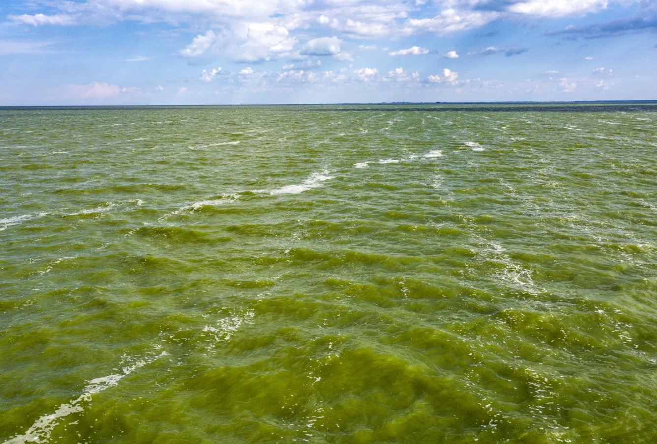 Danger Looms Where Toxic Algae Blooms