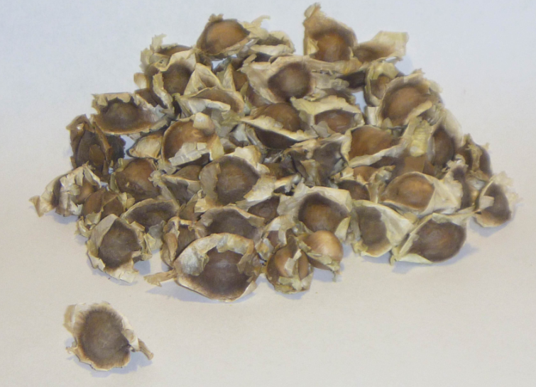 Tropical Tree Seeds Provide Sustainable Water Filtration