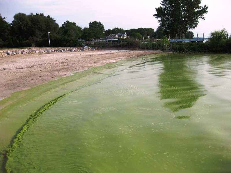 Algal Toxin Treatment by Calgon Carbon