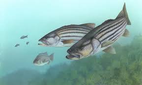 Restoring Aquatic Ecosystems
