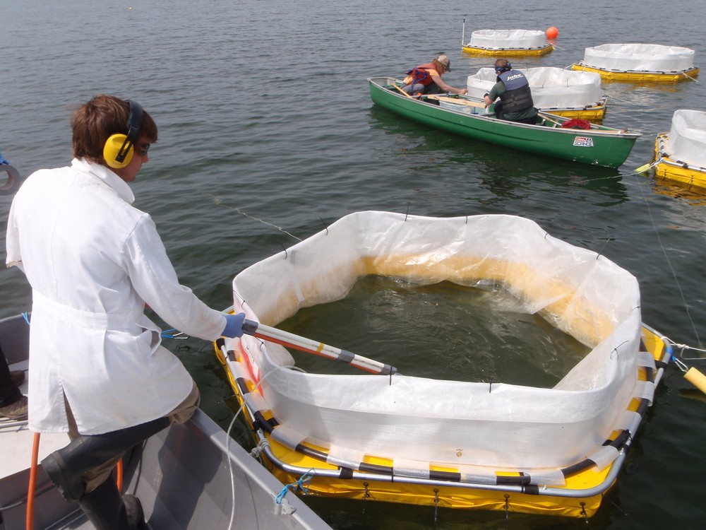 Adding Iron to Lakes Infected with Blue-green Algae Can Stop Blooms