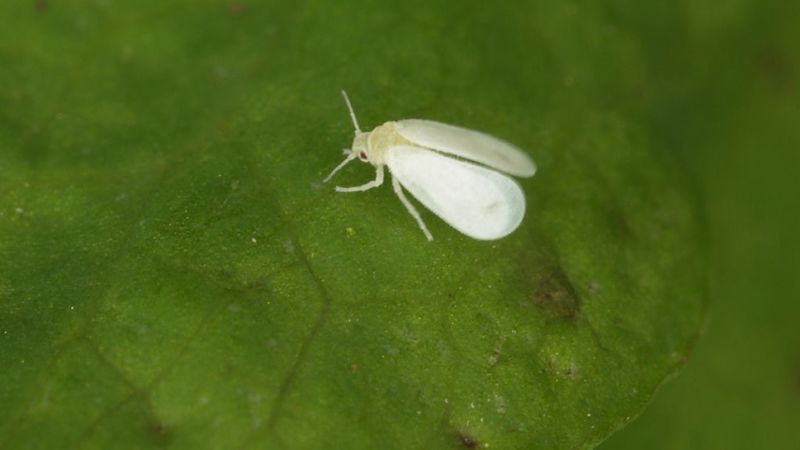 Pesticide-resistant Whitefly Poses a Threat to Crops